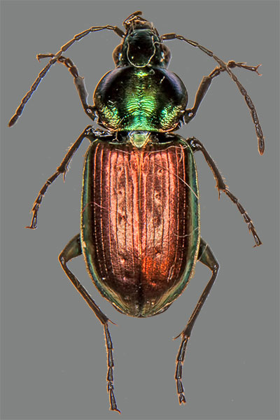 Sexpunkt-Glanzflachlufer Agonum sexpunctatum