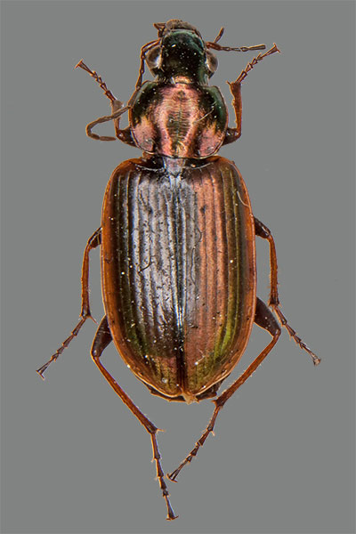 Gelbrand-Glanzflachlufer Agonum marginatum
