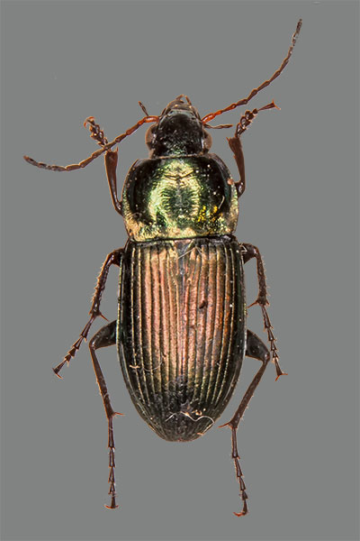 Buntgrablufer Poecilus versicolor