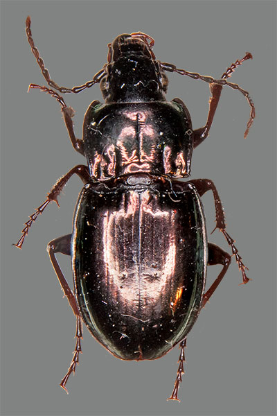 Metallischer Grabkfer Pterostichus  burmeisteri