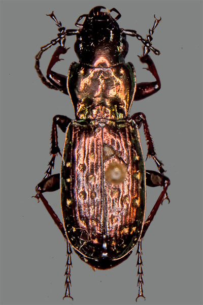Grabkfer Pterostichus pilosa