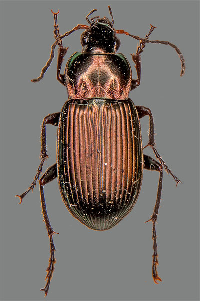 Kupferfarbener Buntgrablufer Poecilus cupreeus