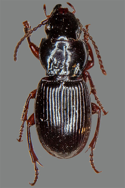 Pechfarbiger Striemenkfer Molops piceus