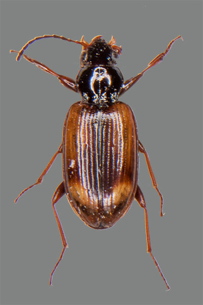 Ahlenlufer Bembidion femoratum