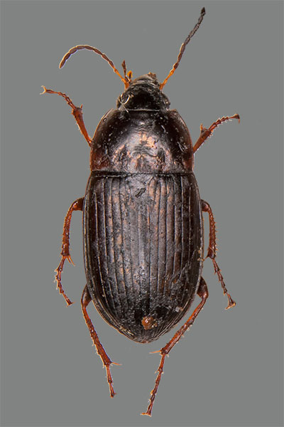 Kanalkfer Amara similata
