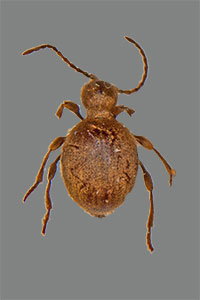 Diebsk�fer Familie Nagek�fer