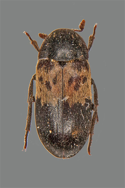 Gemeiner Speckk�fer Dermestes lardarius