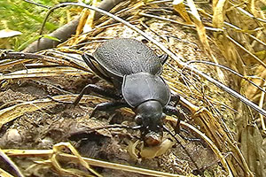 Lederlaufk�fer Carabus coriaceus