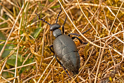 �lk�fer, Maiwurm