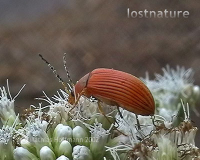 Pflanzenk�fer auf Flores, Indonesien