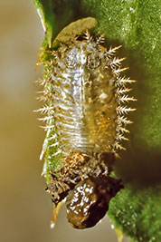 Schildk�ferlarve mit Kotmaske