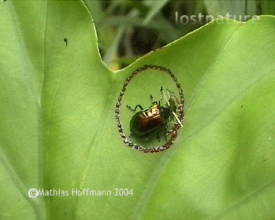 Blattk�fer am Mount Kinabalu