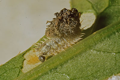 Schildk�ferlarve mit Kotmaske