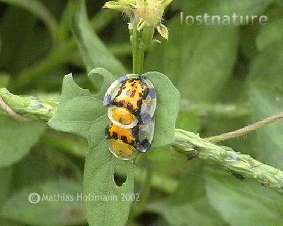 Paarung von Schildk�fern auf Flores