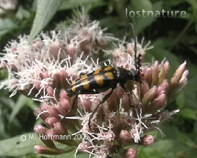 Video Schmalbock Strangalia