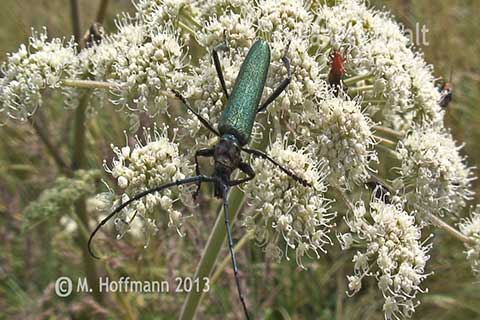 Moschusbock Aromia moschata
