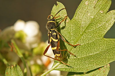 Gemeiner Widderbock Clytus arietis