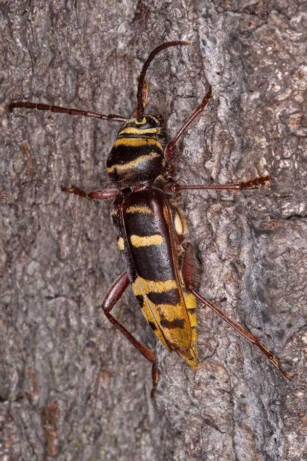 Hornissenbock Plagionotus detritus