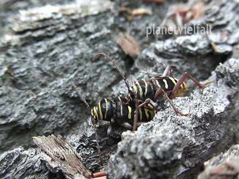 Paarung Hornissenbockk�fer