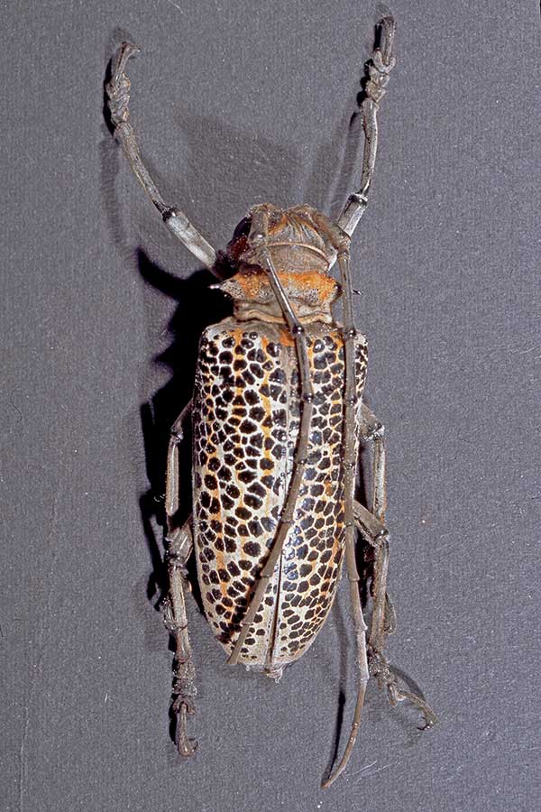 Rosenbergia rufolineata