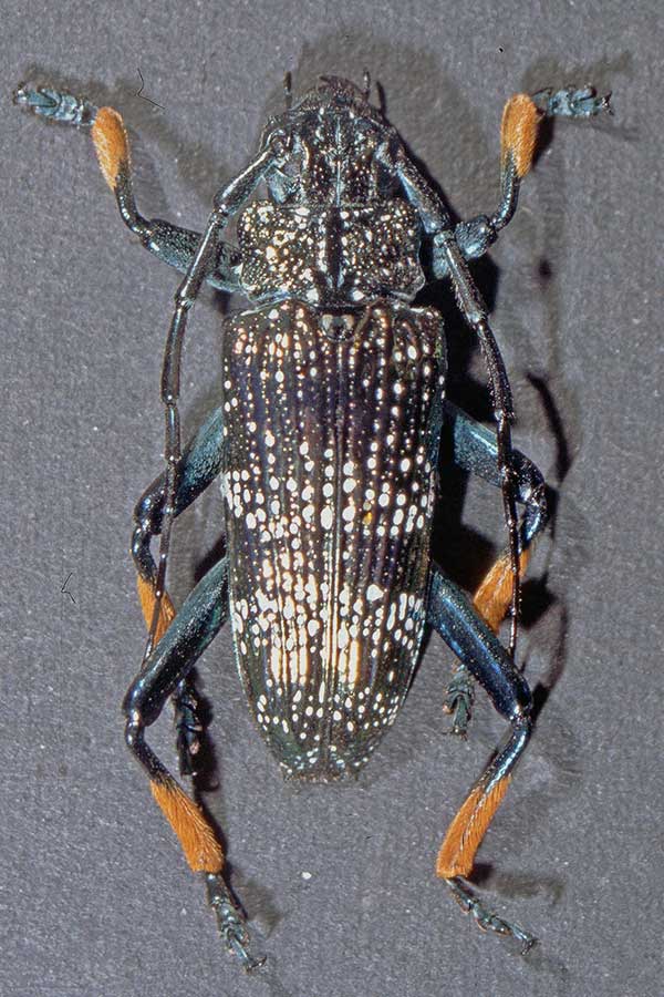 Bockk�fer Sphingnotus spec. 