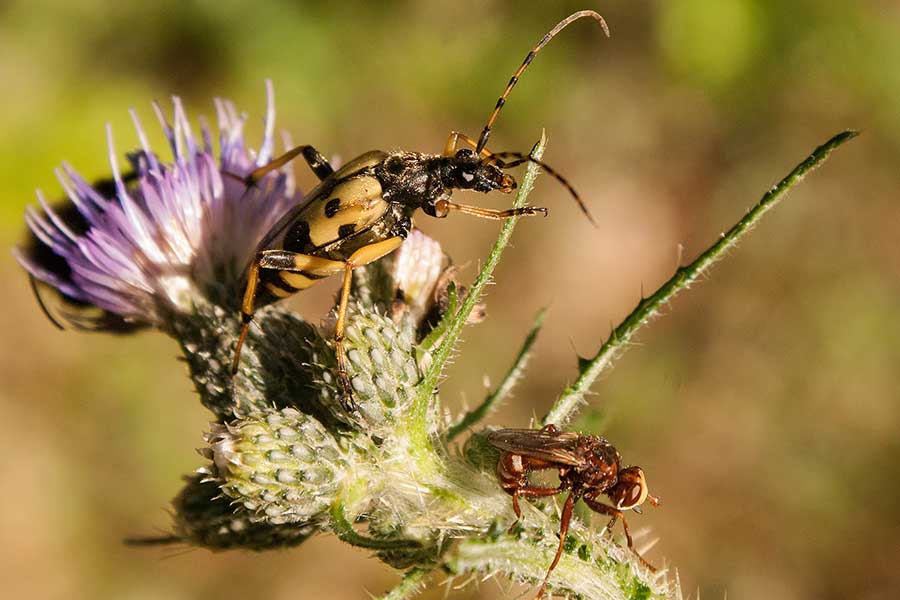 Gefleckter Schmalbock und Dickkopffliege