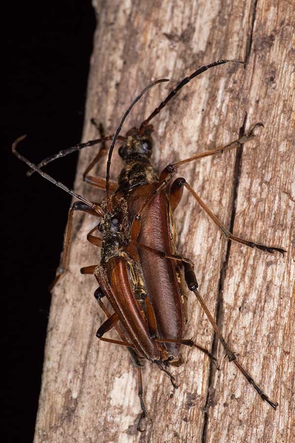 Stubbenbock Stenocorus spec.