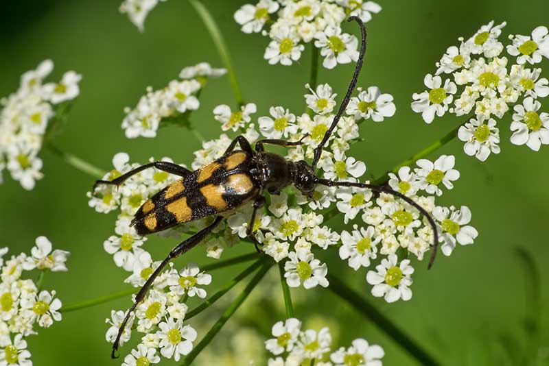 Vierbindiger Schmalbock Strangalia quadrifasciata