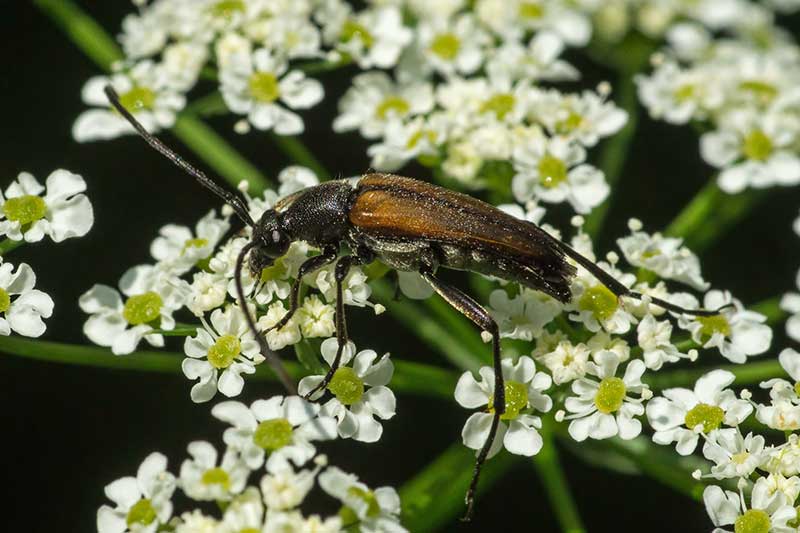 Gemeiner Schmalbock Stenurella melanura