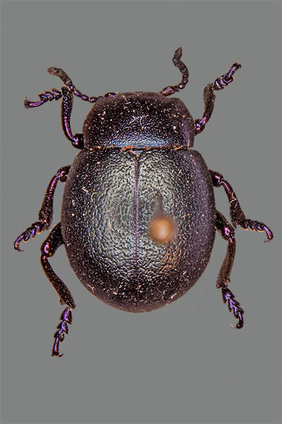 Bl�ulich-Violetter Tatzenk�fer