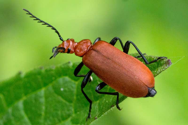 Feuerk�fer Pyrochroa serraticornis