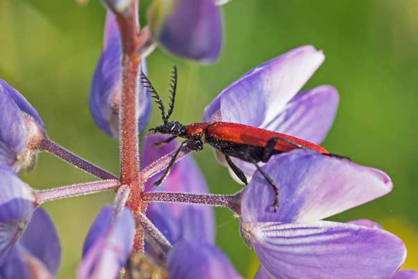 Feuerk�fer Pyrochroa spec.