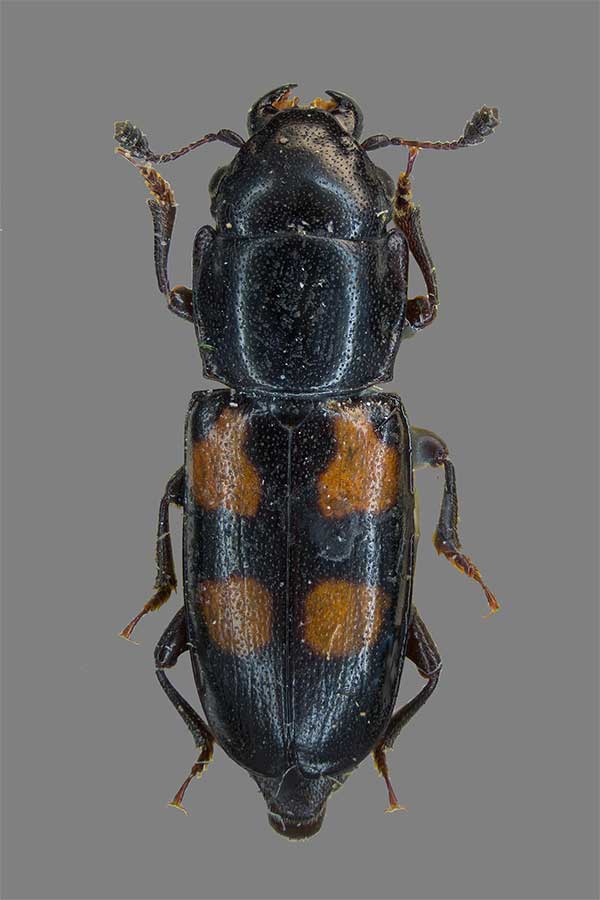Vierfleckiger Kiefernglanzk�fer Glischrochilus quadripunctatus