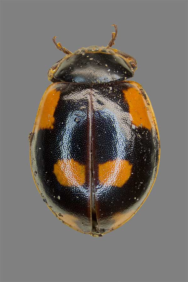Zweipunkt Adalia bipunctata