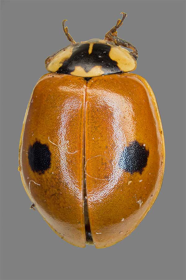 Zweipunkt Adalia bipunctata
