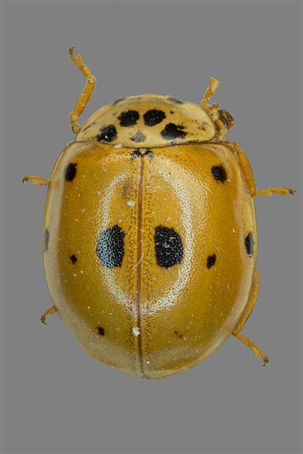 Zehnpunkt-Marienk�fer Adalia decempunctata