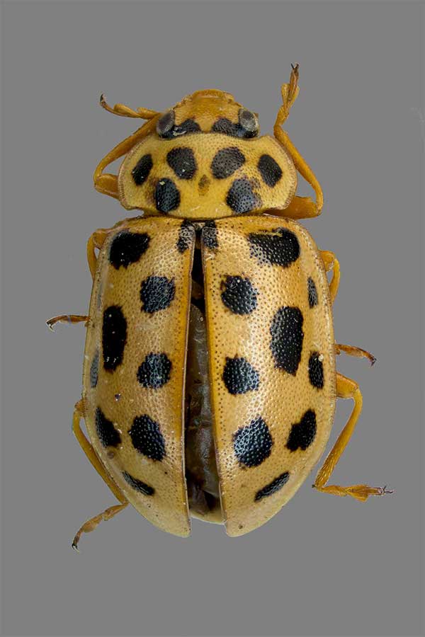 Neunzehnpunkt-Marienk�fer Anatis novemdecimpunctata