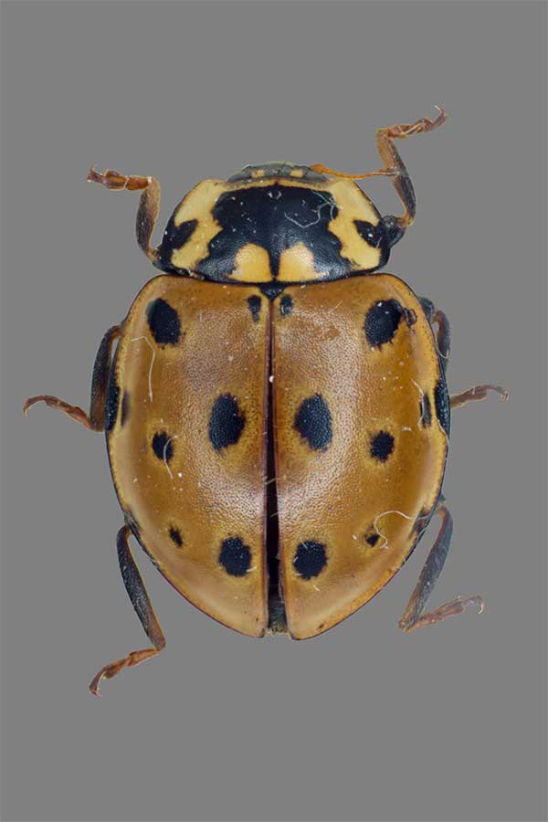 Augenmarienk�fer Anatis ocellata