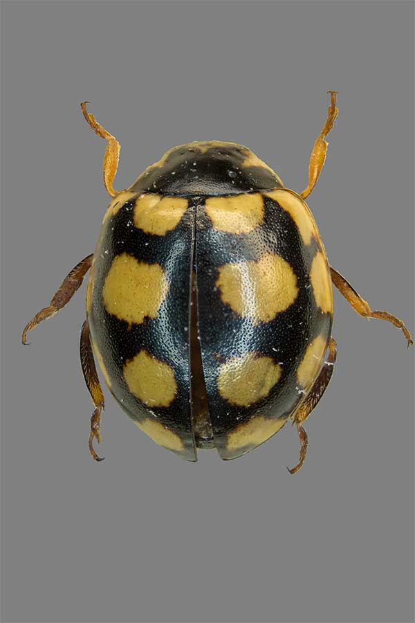Coccinula quatuordecimguttata