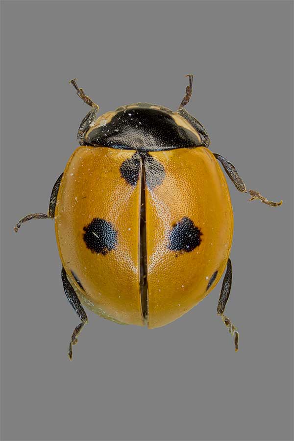 F�nfpunkt-Marienk�fer Coccinella quinquepunctata
