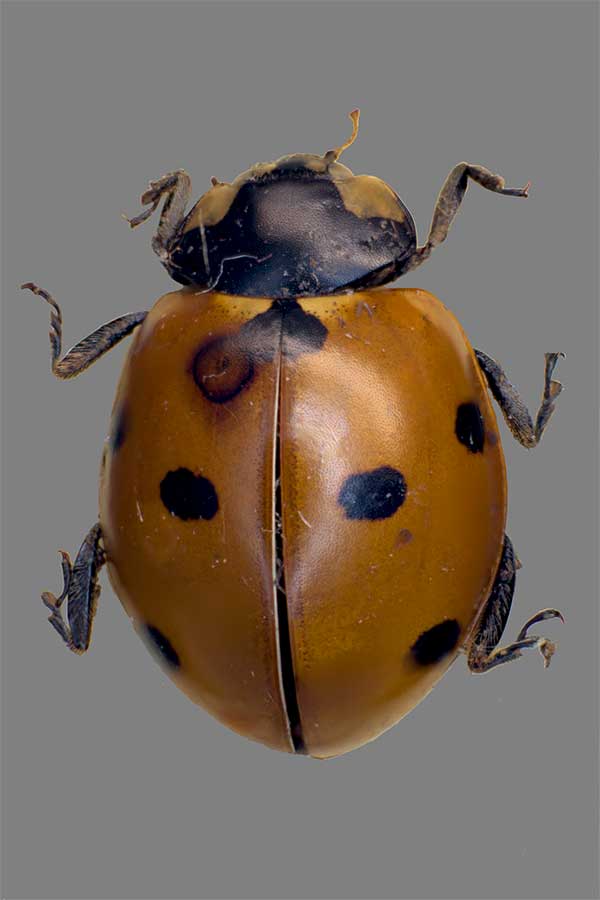 Siebenpunkt Coccinella septempunctata
