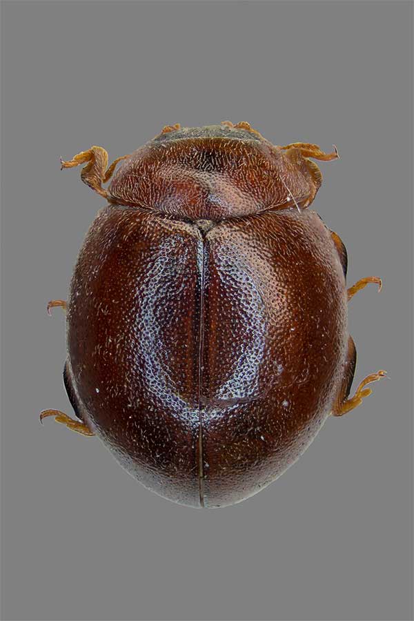 Ockerfarbener Marienk�fer Cynegetis impunctata