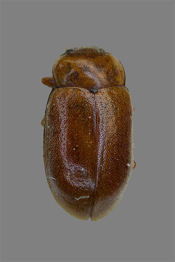 Gl�nzender Schlankmarienk�fer Coccidula rufa