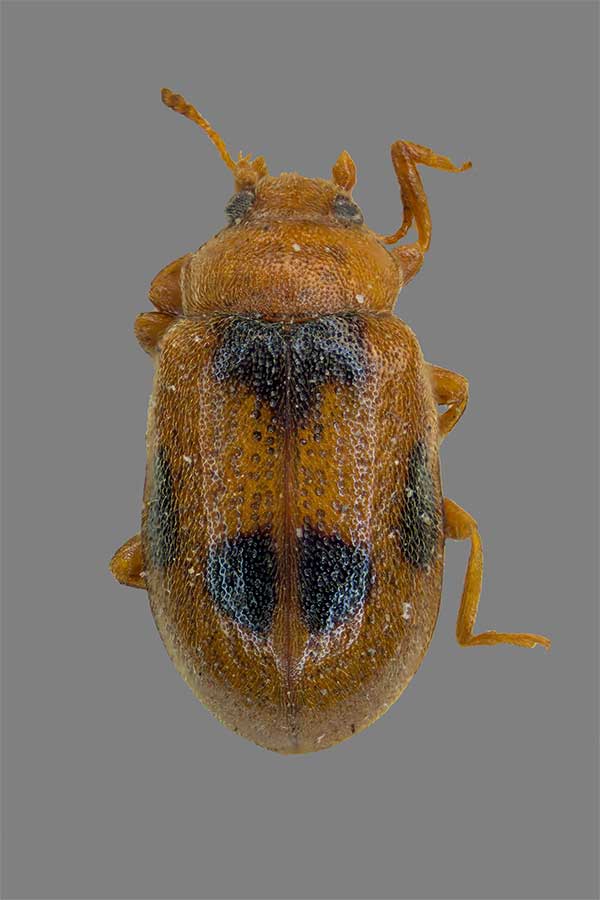 Schlankmarienk�fer Coccidula scutellata