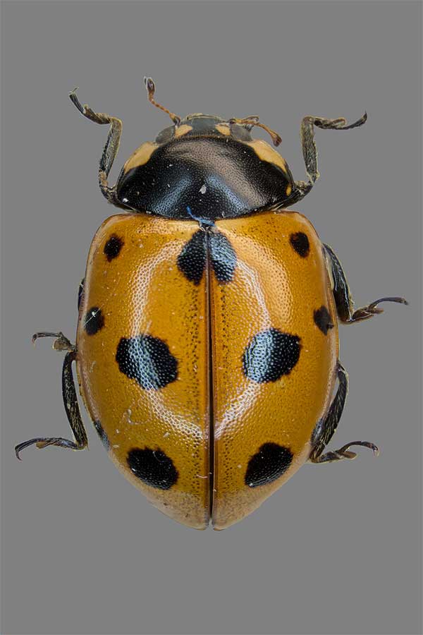 Coccinella undecimpunctata