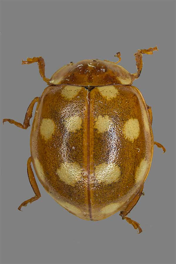 Calvia quatuordecimguttata