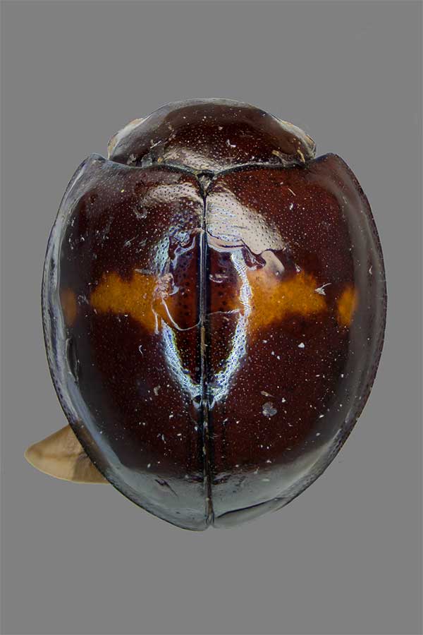 Zweigefleckter Kugelmarienk�fer Chilocorus bipustulatus