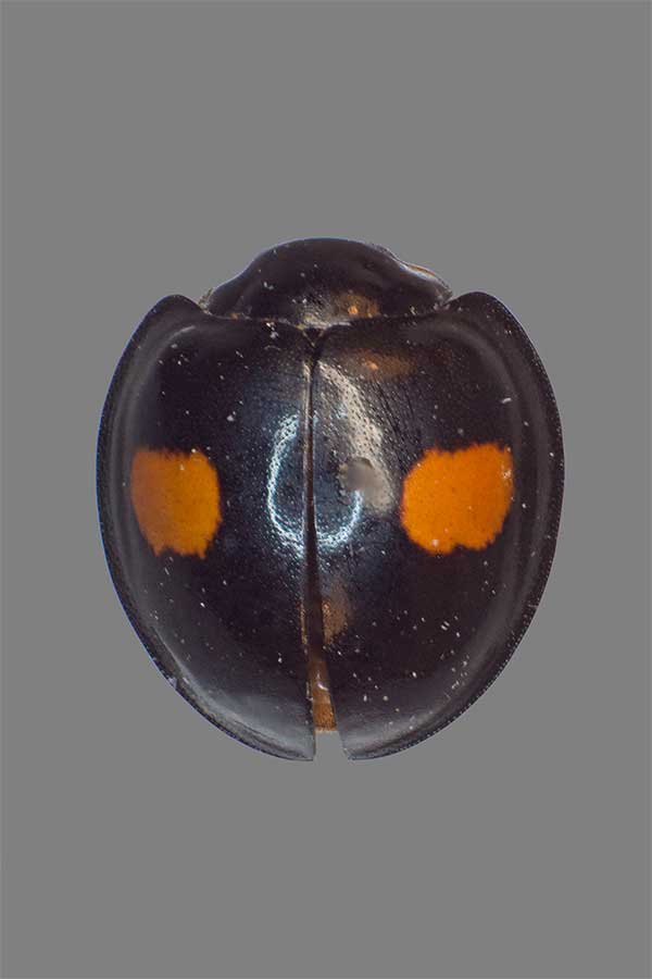 Kugelmarienk�fer Chilocorus renipustulatus