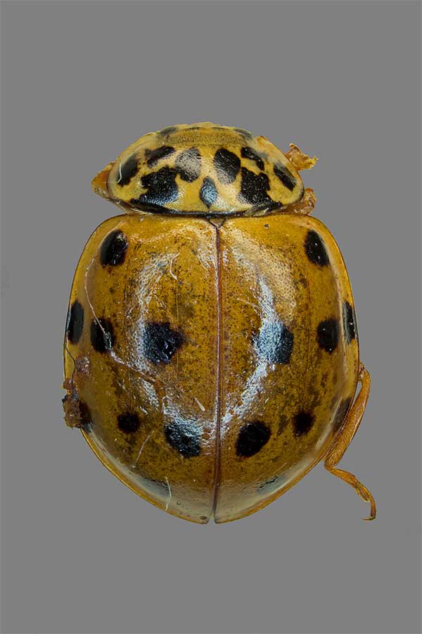 Kopfvierpunkt-Marienk�fer Harmonia quadripunctata