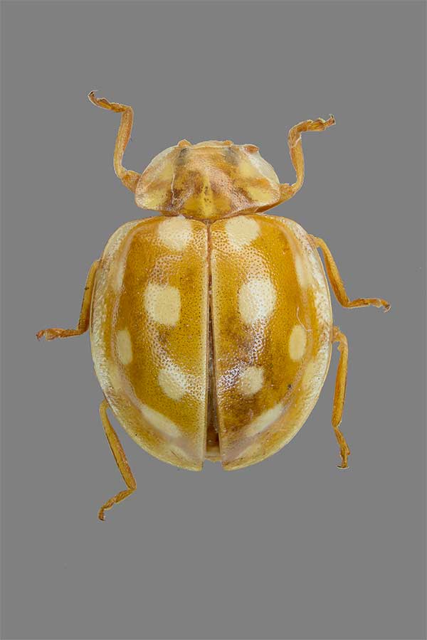 Halyzia sedecimguttata